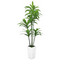 Artificial Dracaena Trees